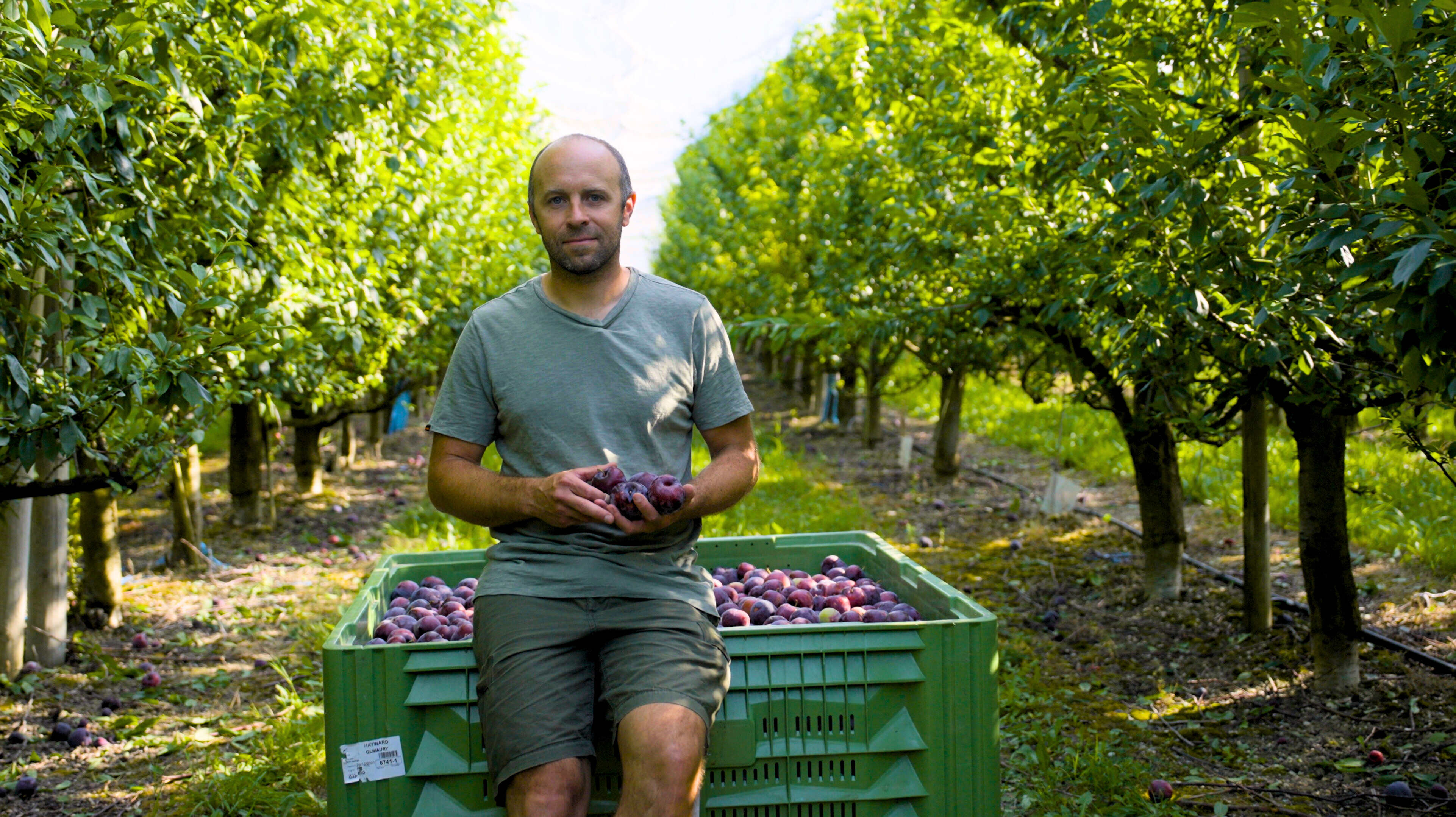 From Orchard to Table: The Story of French Plums | Taste France Magazine