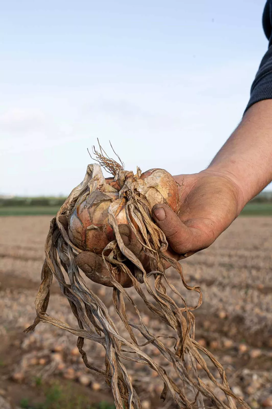 Roscoff onion