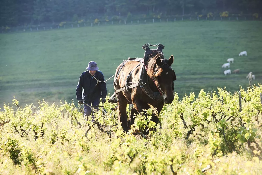 Michel Guignier, the Beaujolais spirit 