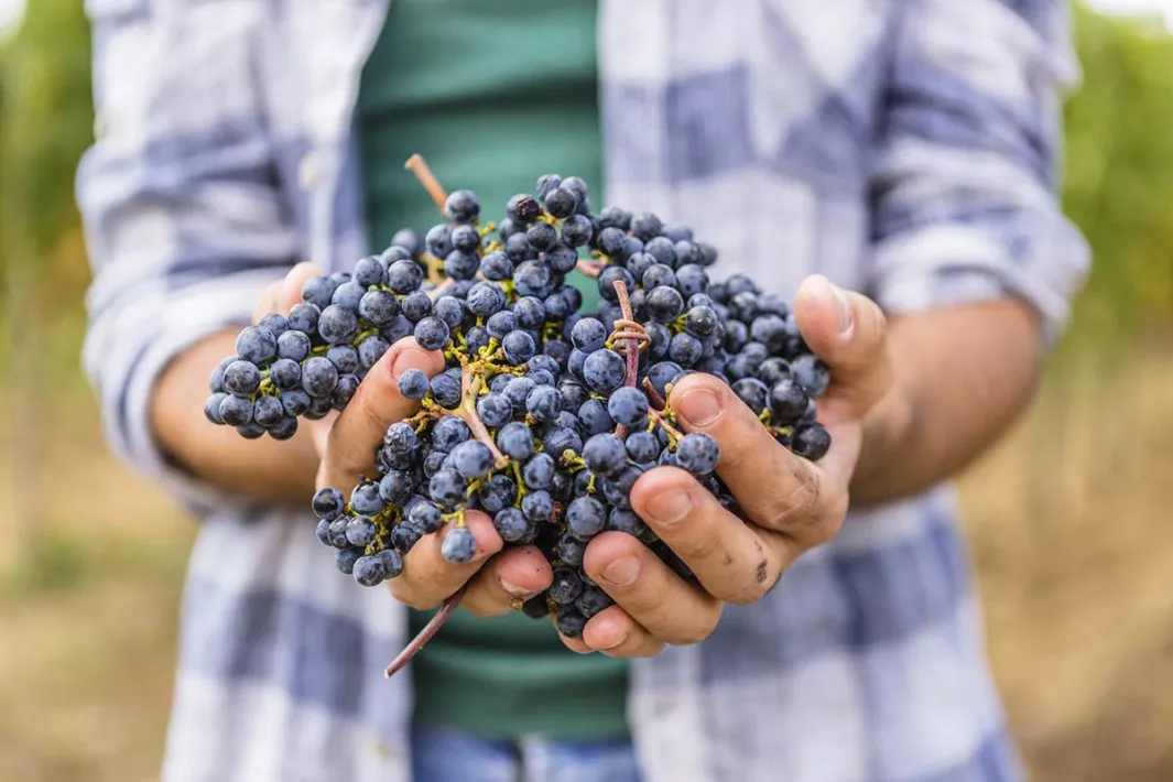 Natural French Wine