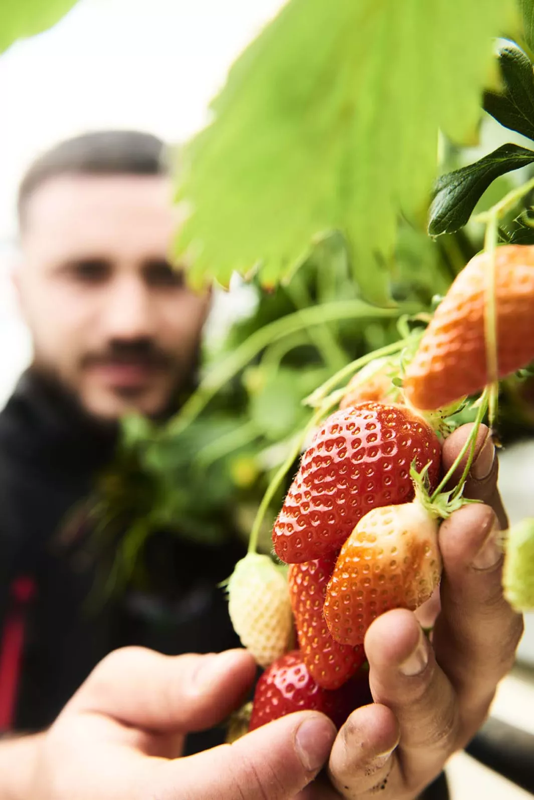 Strawberries, as told by the Mas family 