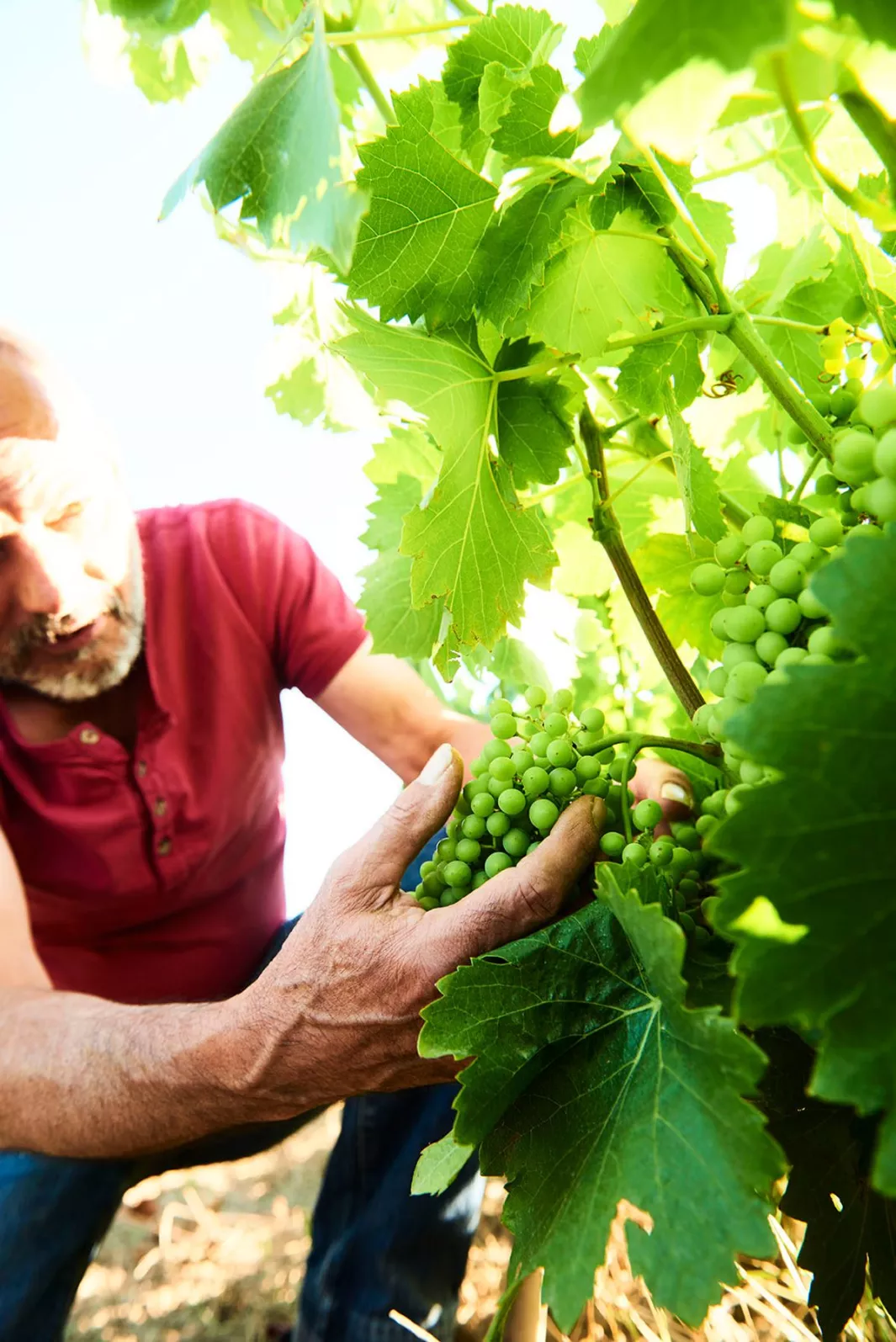 Les Foulards Rouges: a wine estate with a cult following 