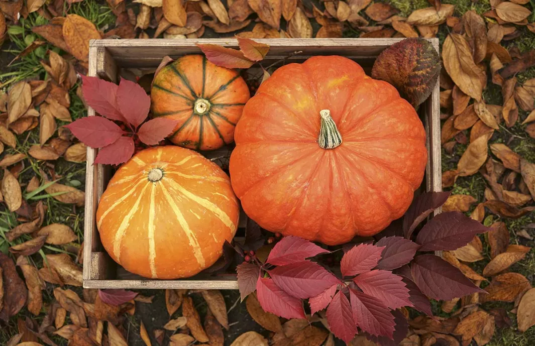 Squashes of all stripes: butternut, pumpkin and more 