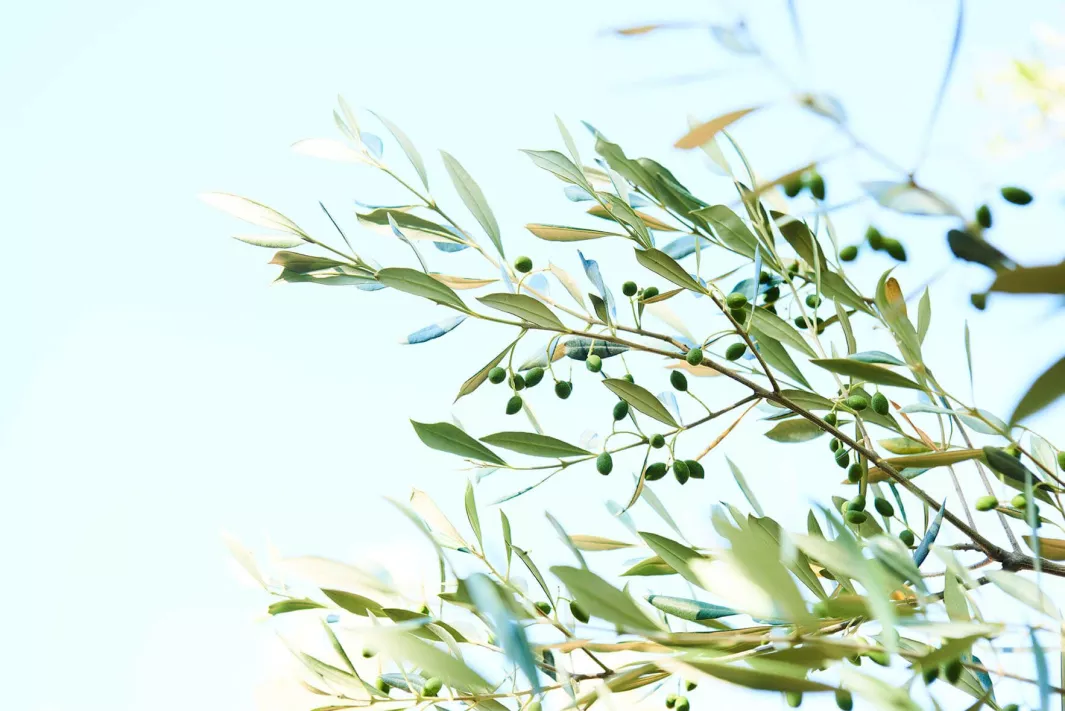 Roussillon olive oil: a budding appellation