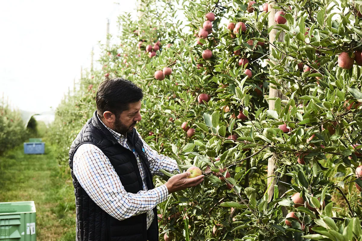 Under The Apple Trees