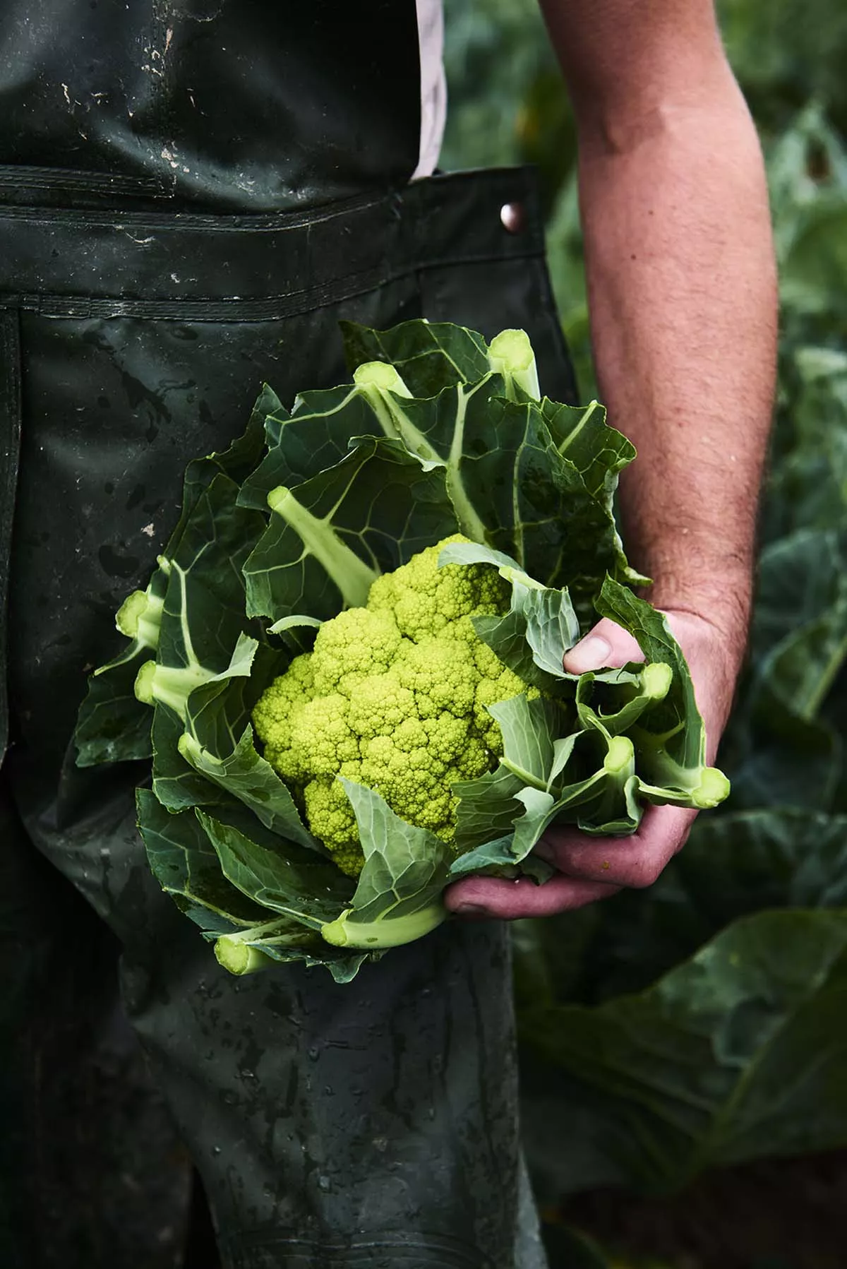 Cauliflower: a Classic Breton Vegetable! 