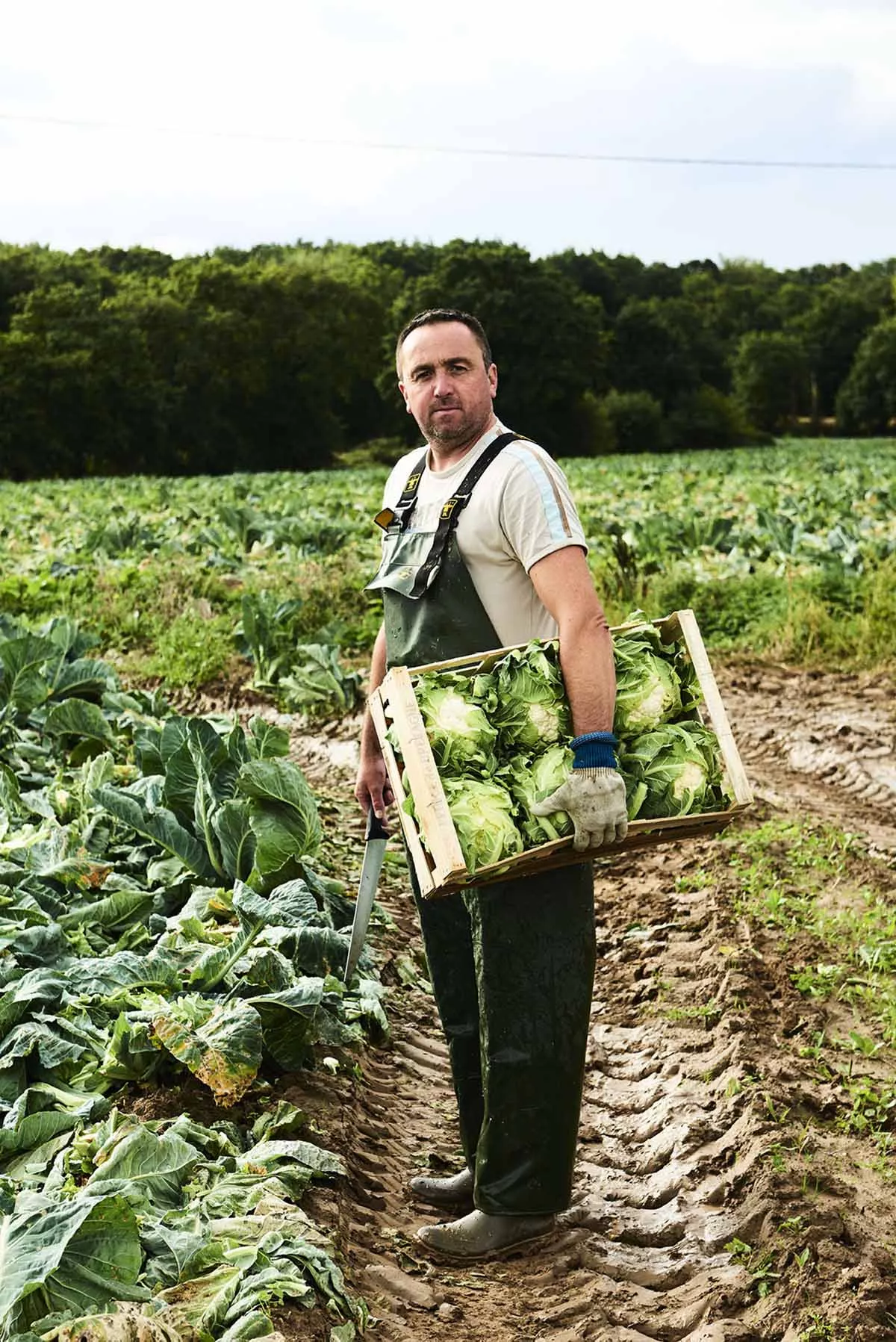 Cauliflower: a Classic Breton Vegetable! 