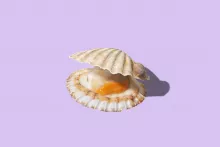 King Scallop