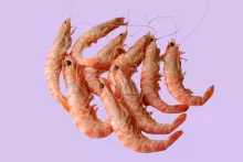 Langoustinos