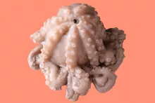 Pulpo