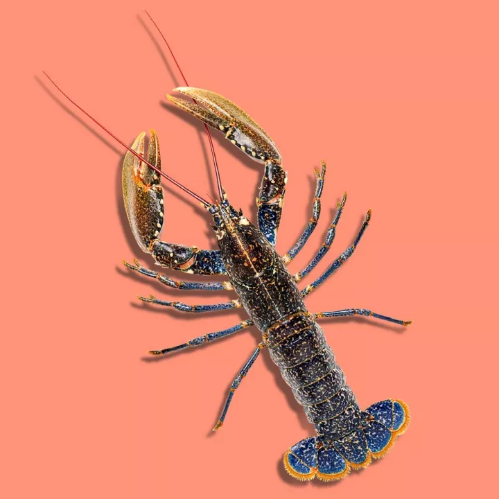 TFM-Homard Bleu