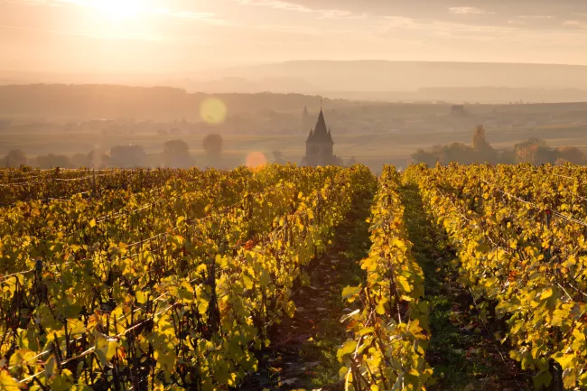 Guide to French Wine