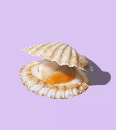 King Scallop