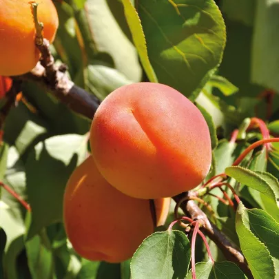 Französische Aprikosen am Baum