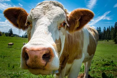 The Concours Général Agricole: A unique phenomenon in the world