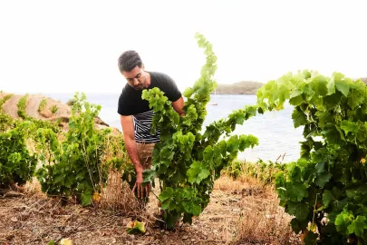 Les Clos de Paulilles: one of the marvels of the Côte Vermeille!