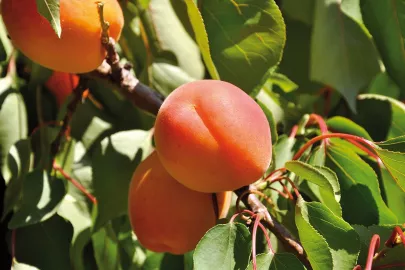 Französische Aprikosen am Baum