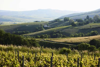 Vignobles du Beaujolais