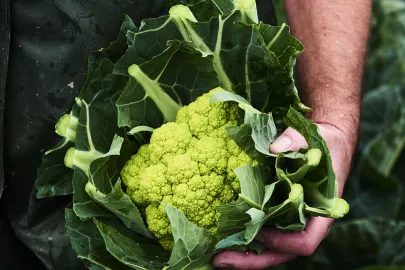 Cauliflower: a Classic Breton Vegetable! 