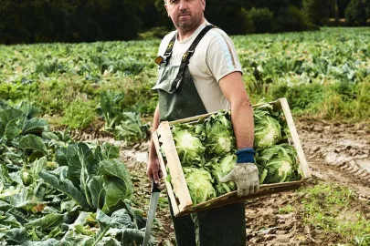 Cauliflower: a Classic Breton Vegetable! 