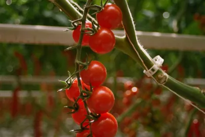 Tomates de Provence