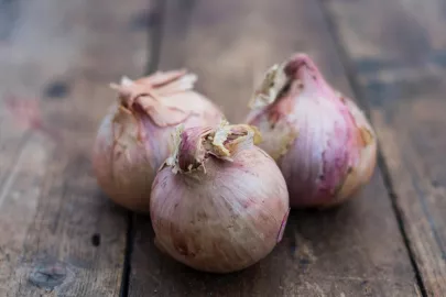 onion