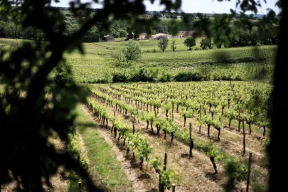 Photo de vignes de Bordeaux