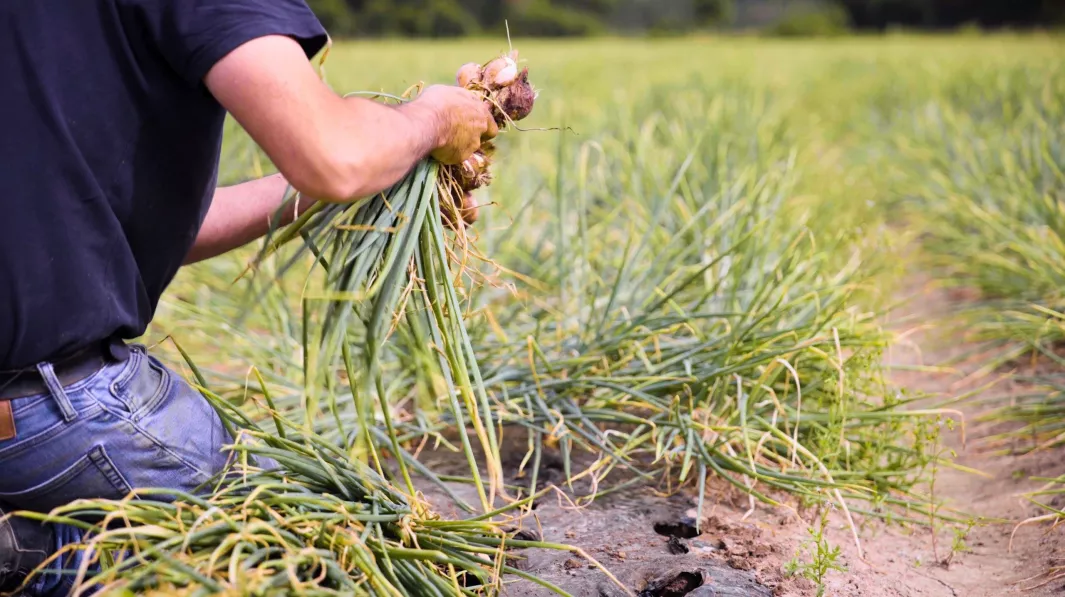 French Shallot