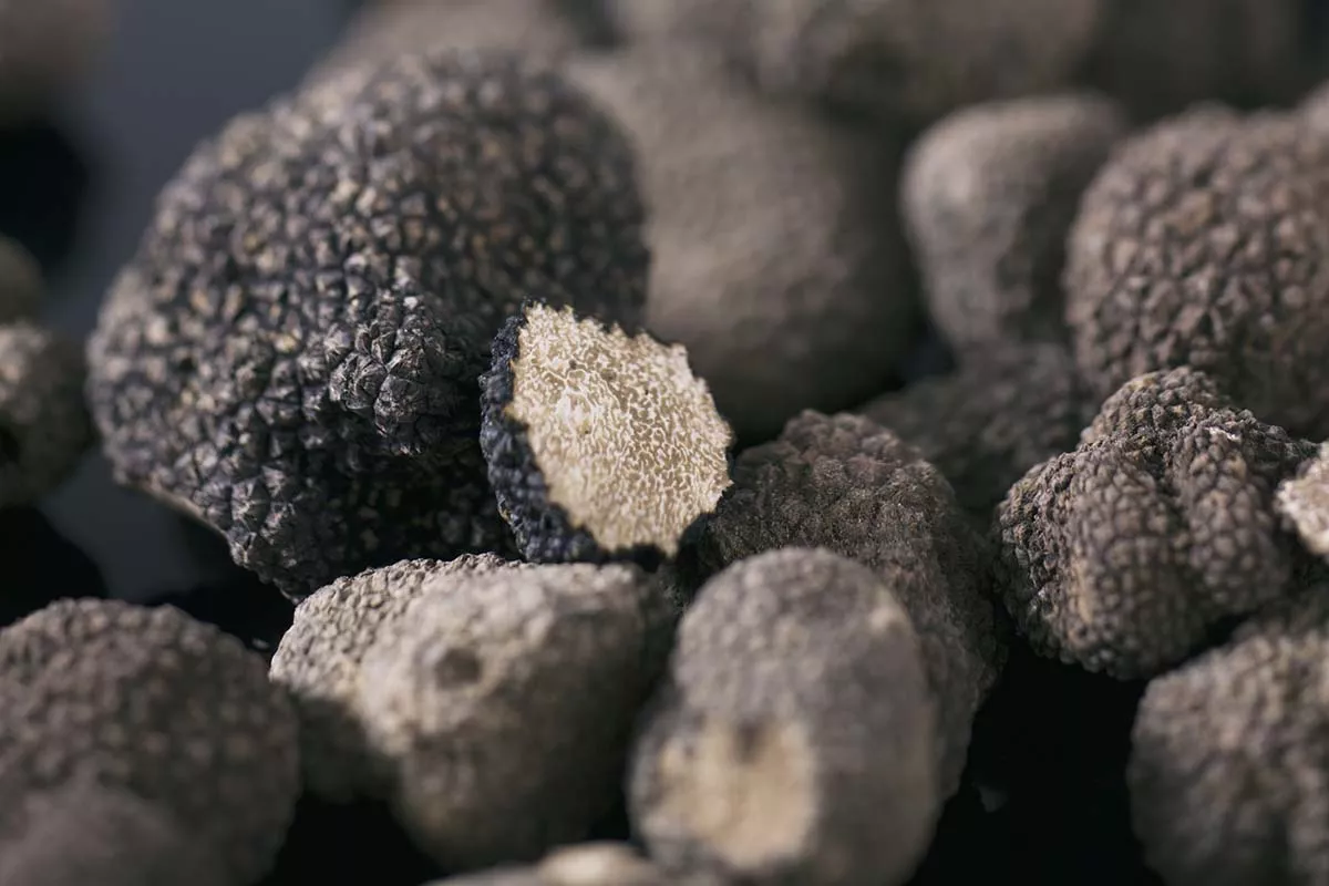 Not truffle, but rather truffles!_Taste France Magazine