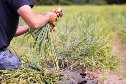 French Shallot